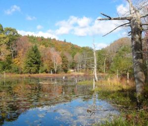 Houghton's Pond is the most visited park in the Mass DCR Metro South region with an average of 5,000 visitors a day.