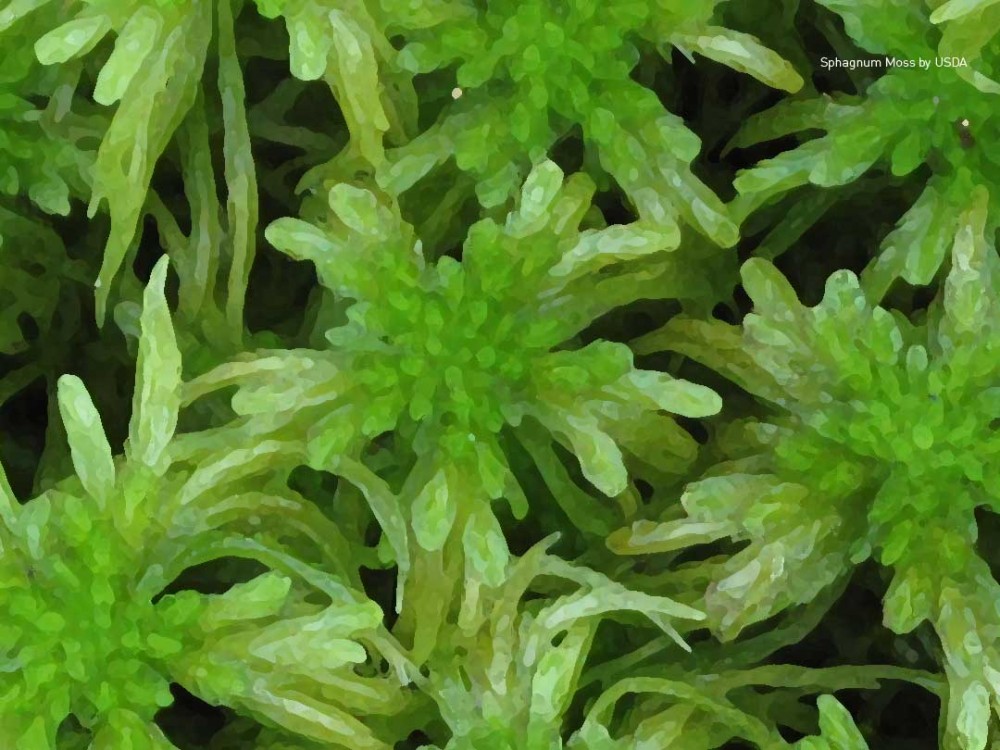 Spahagnum Moss, United States Department of Agriculture